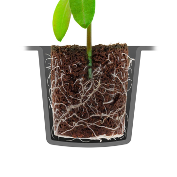 Natural Rooting Sponges - 60 Propagation Plug Tray (Peat-free)